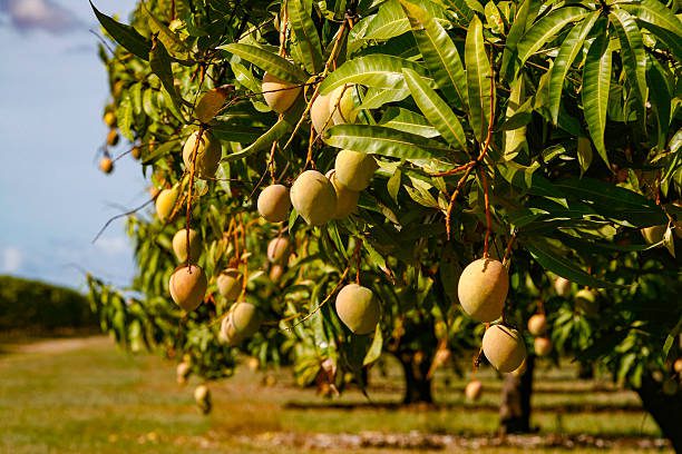 Ratnagiri known for its mango farms.